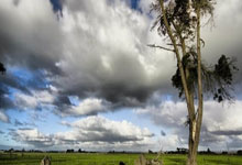 波兰击剑选手势如破竹夺得金牌